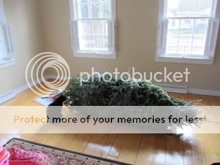 Photobucket Pictures, Images and Photos