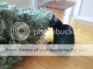 Photobucket Pictures, Images and Photos
