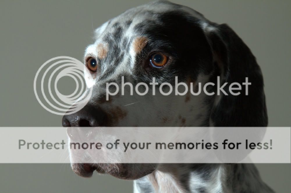 IMAGE: http://i1040.photobucket.com/albums/b404/penelgundogs/IMG_0453.jpg
