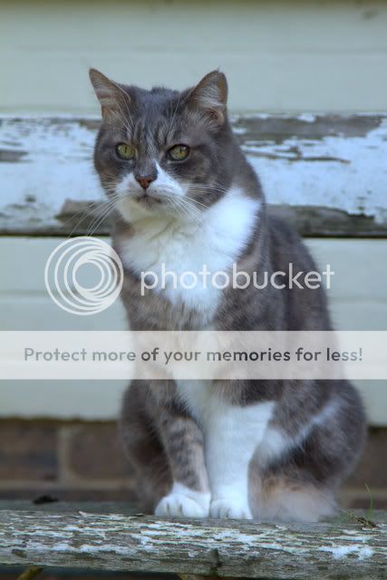 IMAGE: http://i1040.photobucket.com/albums/b404/penelgundogs/IMG_0582.jpg