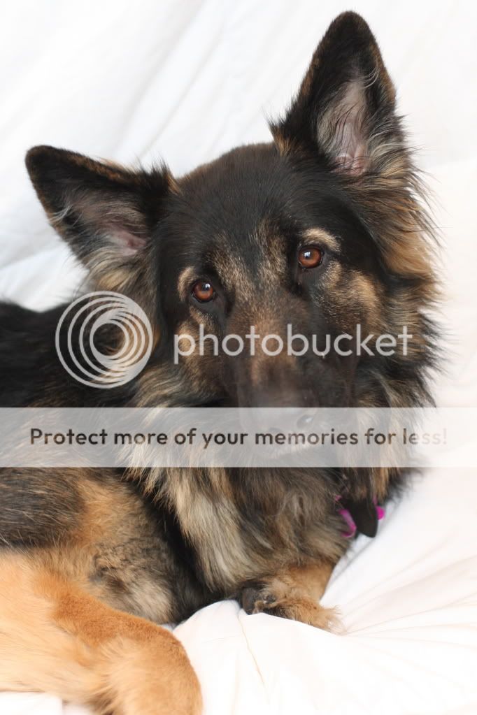 IMAGE: http://i1040.photobucket.com/albums/b404/penelgundogs/IMG_2400a.jpg