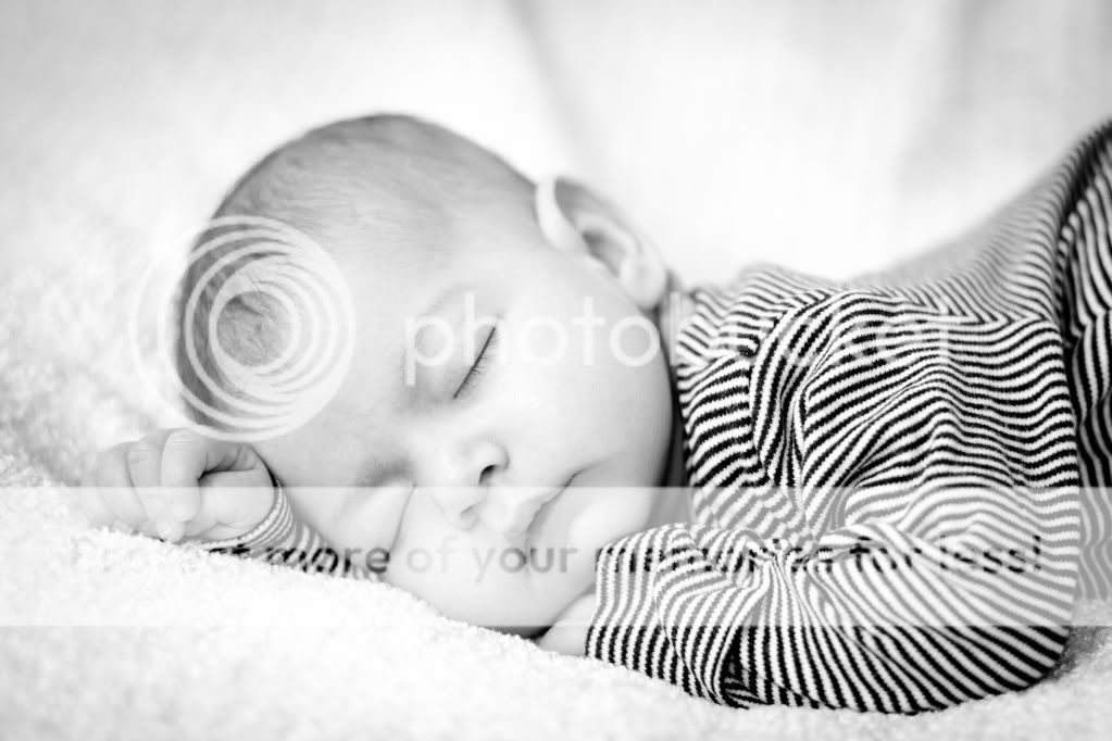 IMAGE: http://i1040.photobucket.com/albums/b404/penelgundogs/IMG_3483.jpg