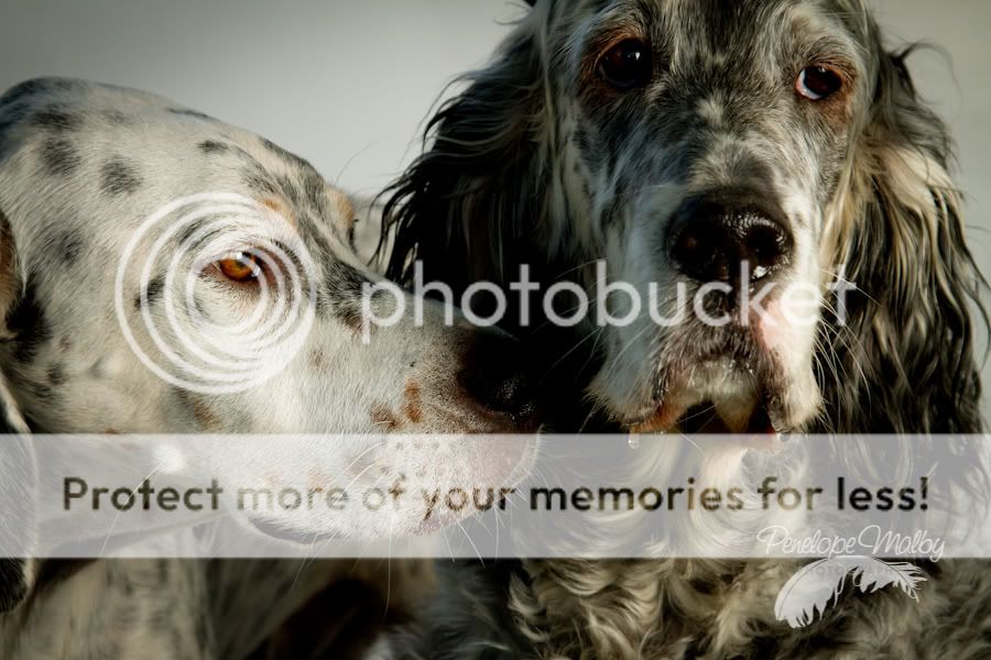 IMAGE: http://i1040.photobucket.com/albums/b404/penelgundogs/IMG_4674.jpg