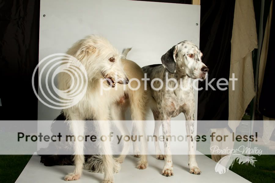 IMAGE: http://i1040.photobucket.com/albums/b404/penelgundogs/IMG_4705.jpg