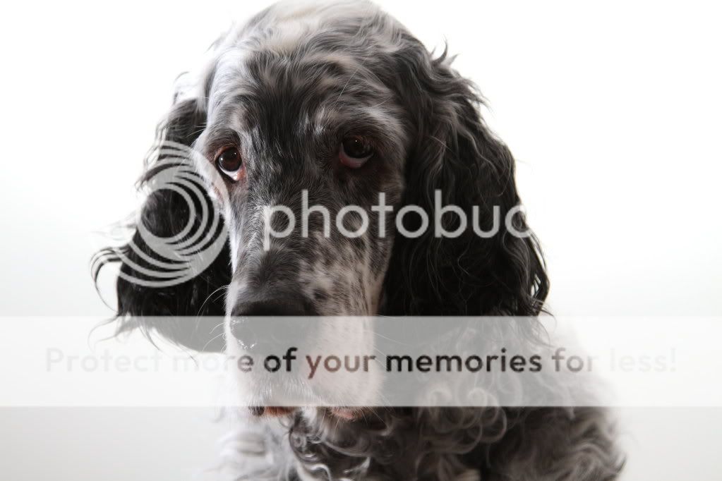 IMAGE: http://i1040.photobucket.com/albums/b404/penelgundogs/Lola.jpg