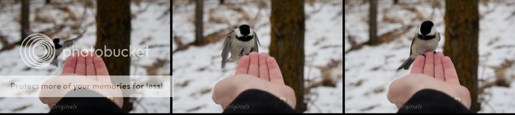 IMAGE: http://i1040.photobucket.com/albums/b407/TRath/Crossposting/SeriesH_zps2a85c92b.jpg