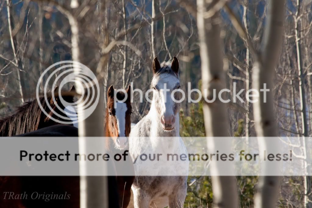 IMAGE: http://i1040.photobucket.com/albums/b407/TRath/Wild%20Horses/IMG_3207.jpg