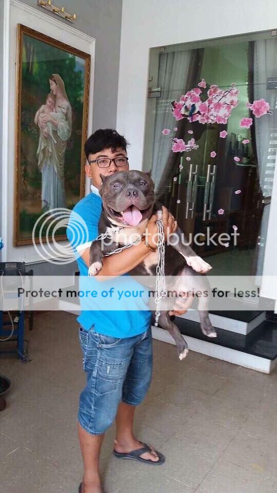 Bán American Bully 2.5 tháng còn 1 đực 1 cái giá tốt - 6