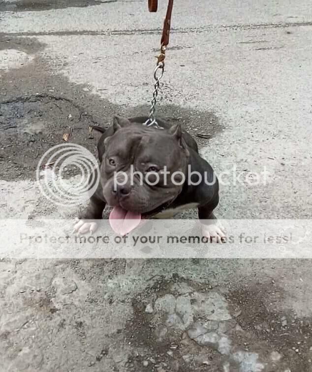 Bán American Bully 2.5 tháng còn 1 đực 1 cái giá tốt - 7