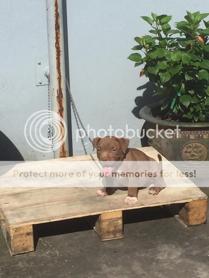 Bán American Bully 2.5 tháng còn 1 đực 1 cái giá tốt