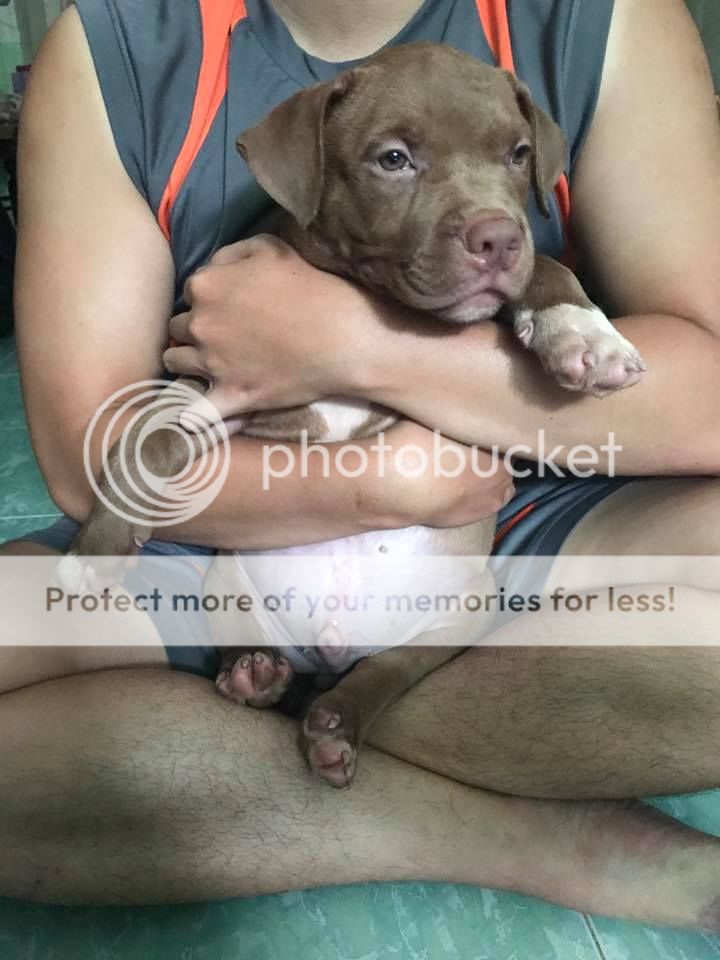 Bán American Bully 2.5 tháng còn 1 đực 1 cái giá tốt - 1