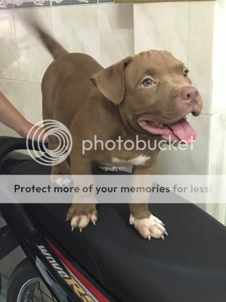 Bán American Bully 2.5 tháng còn 1 đực 1 cái giá tốt - 2