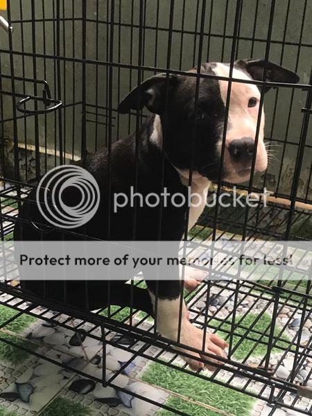 Bán American Bully 2.5 tháng còn 1 đực 1 cái giá tốt - 3