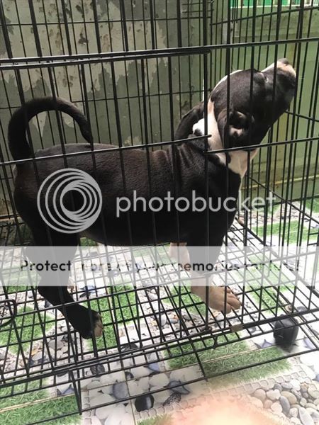 Bán American Bully 2.5 tháng còn 1 đực 1 cái giá tốt - 4