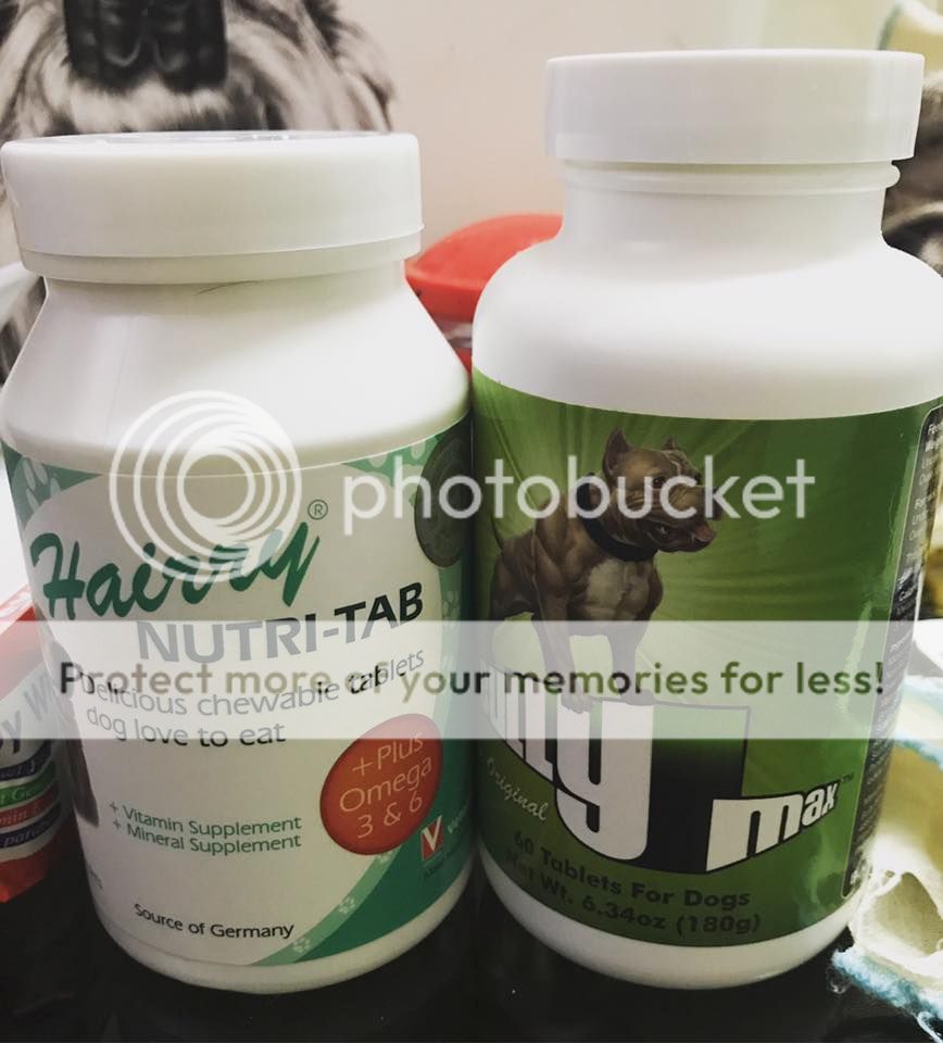 Bán American Bully 2.5 tháng còn 1 đực 1 cái giá tốt - 5